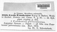 Uredo frankeniae image